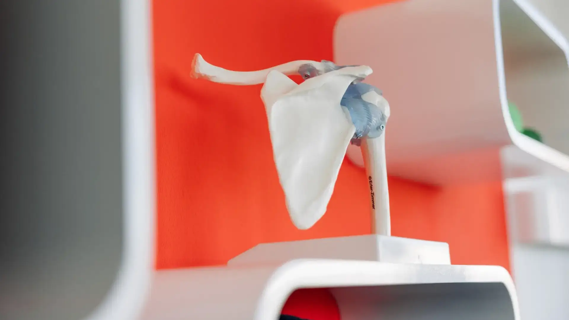 Anatomisches Schultermodell auf weißem Regal vor oranger Wand.